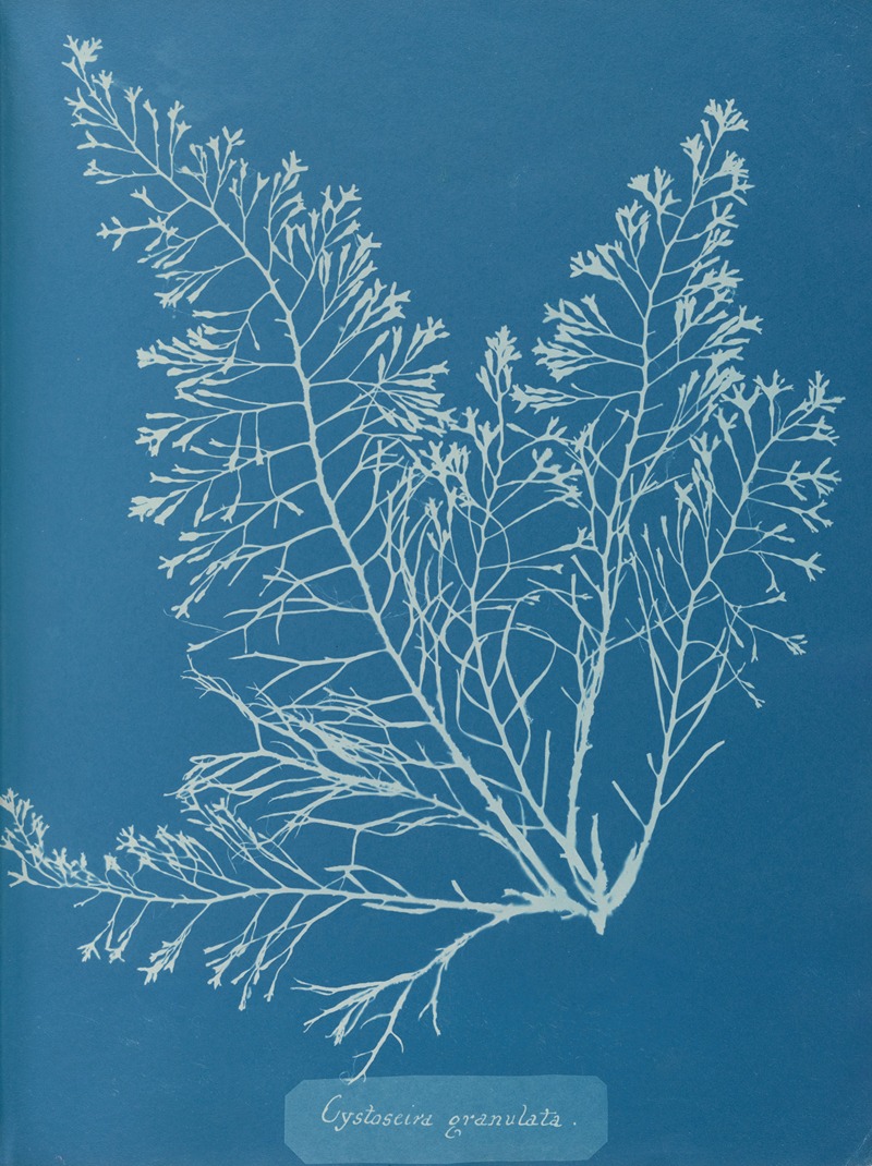 Cystoseira granulata by Anna Atkins, 1843-1853 — digital art print download