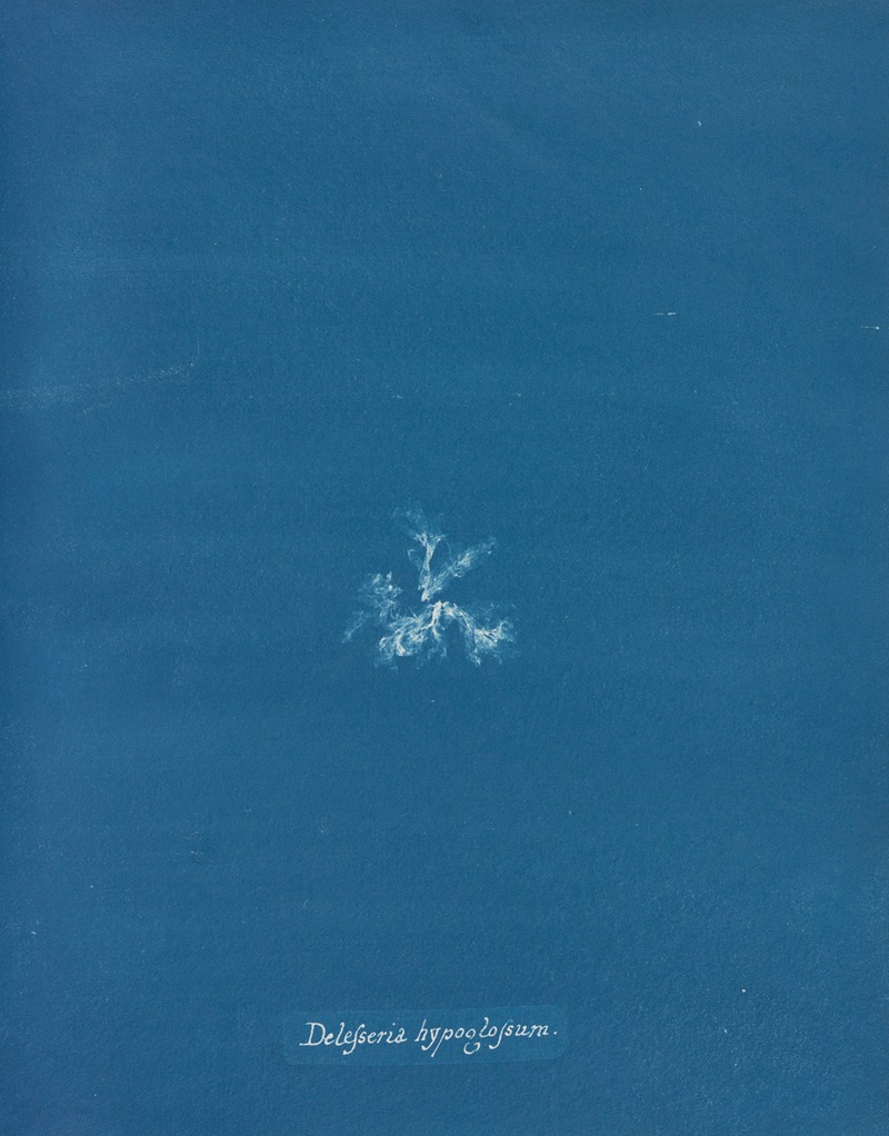 Delesseria hypoglossum by Anna Atkins, 1843-1853 — digital art print download
