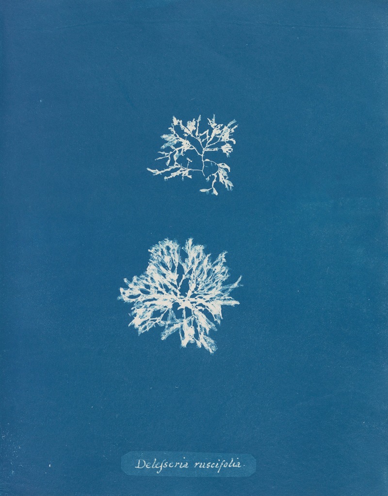 Delesseria ruscifolia by Anna Atkins, 1843-1853 — digital art print download