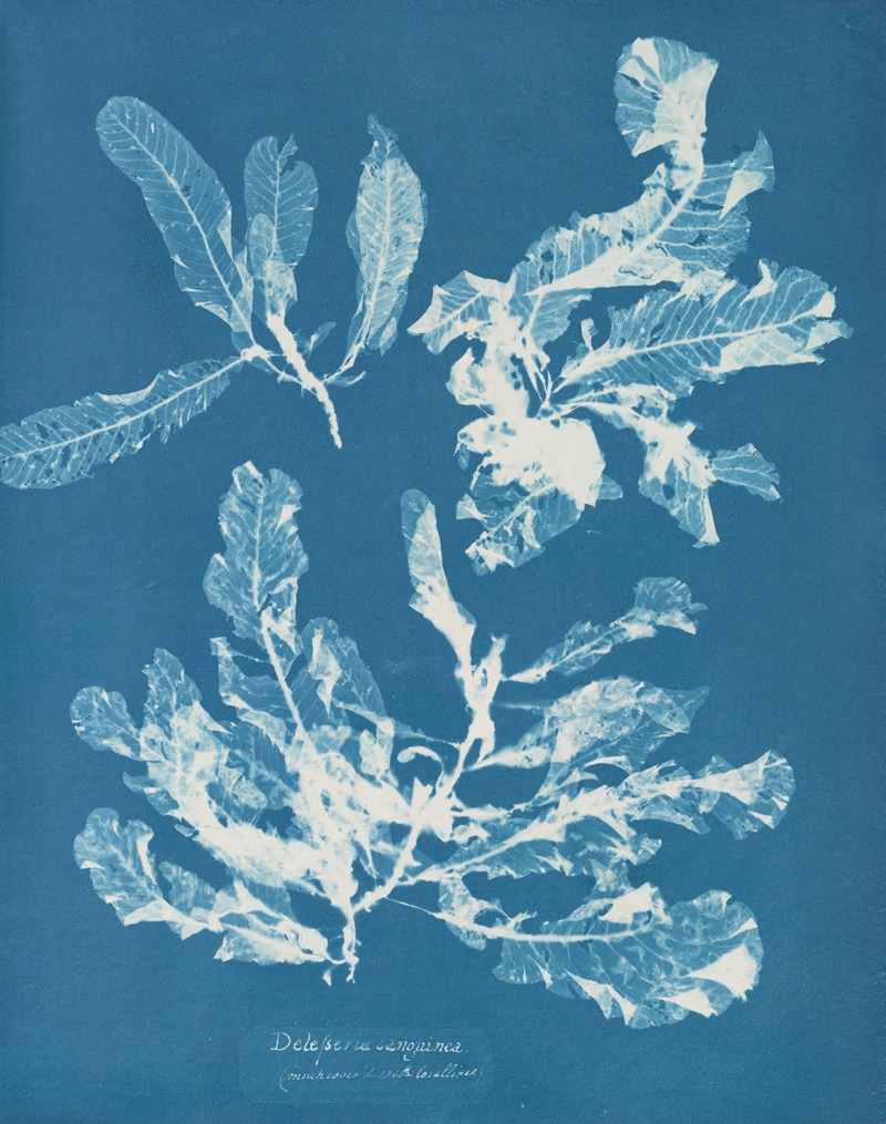 Delesseria sanguinea by Anna Atkins, 1843-1853 — digital art print download