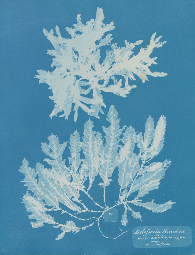 Delesseria Sinuosa va. ciliated margin a. in fruit — Anna Atkins