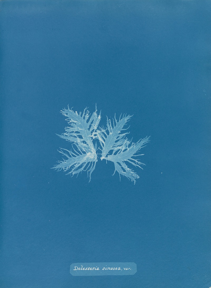 Delesseria sinuosa, var. by Anna Atkins, 1843-1853 — digital art print download