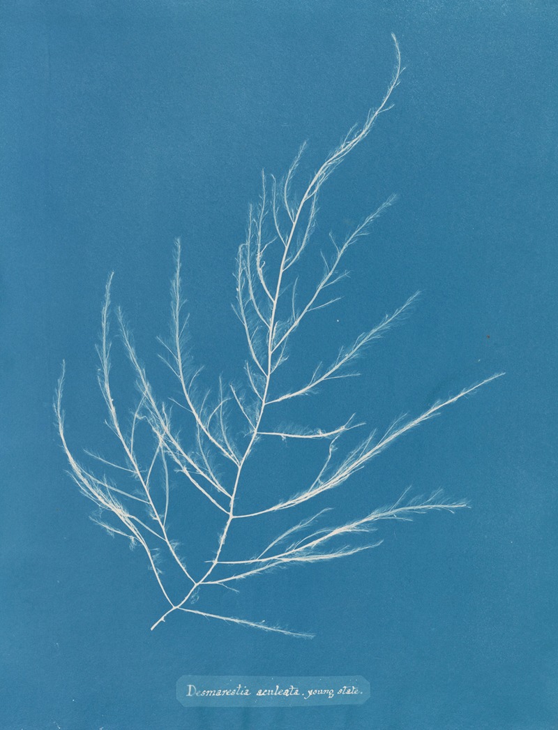 Desmarestia aculeata, young state by Anna Atkins, 1843-1853 — digital art print download