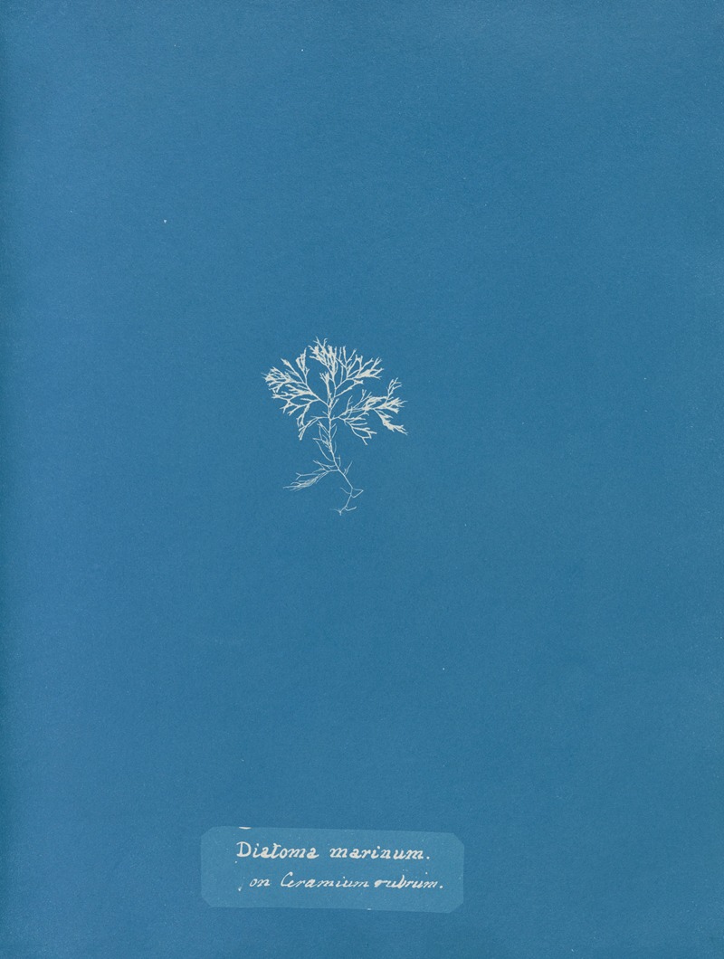 Diatoma marinum, on Ceramium rubrum — Anna Atkins