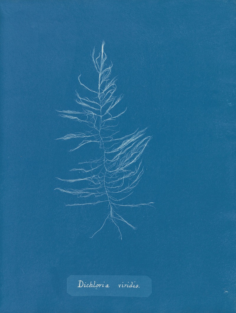 Dichloria viridis by Anna Atkins, 1843-1853 — digital art print download