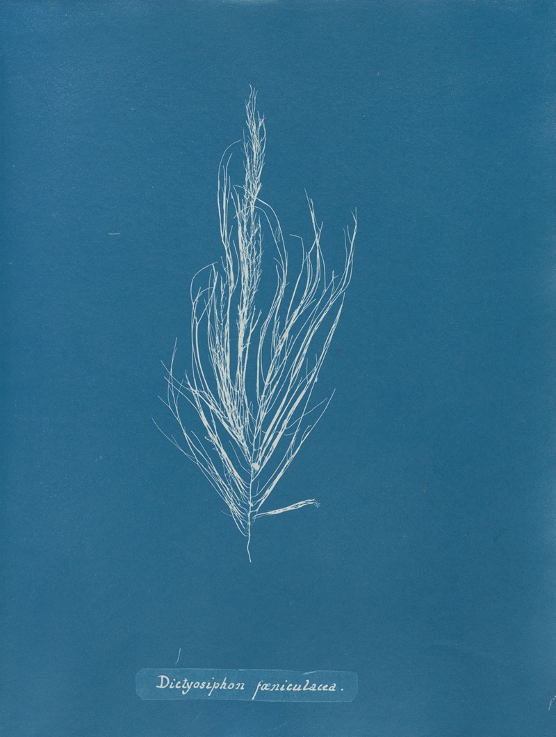 Dictyosiphon fæniculacea by Anna Atkins, 1843-1853 — digital art print download