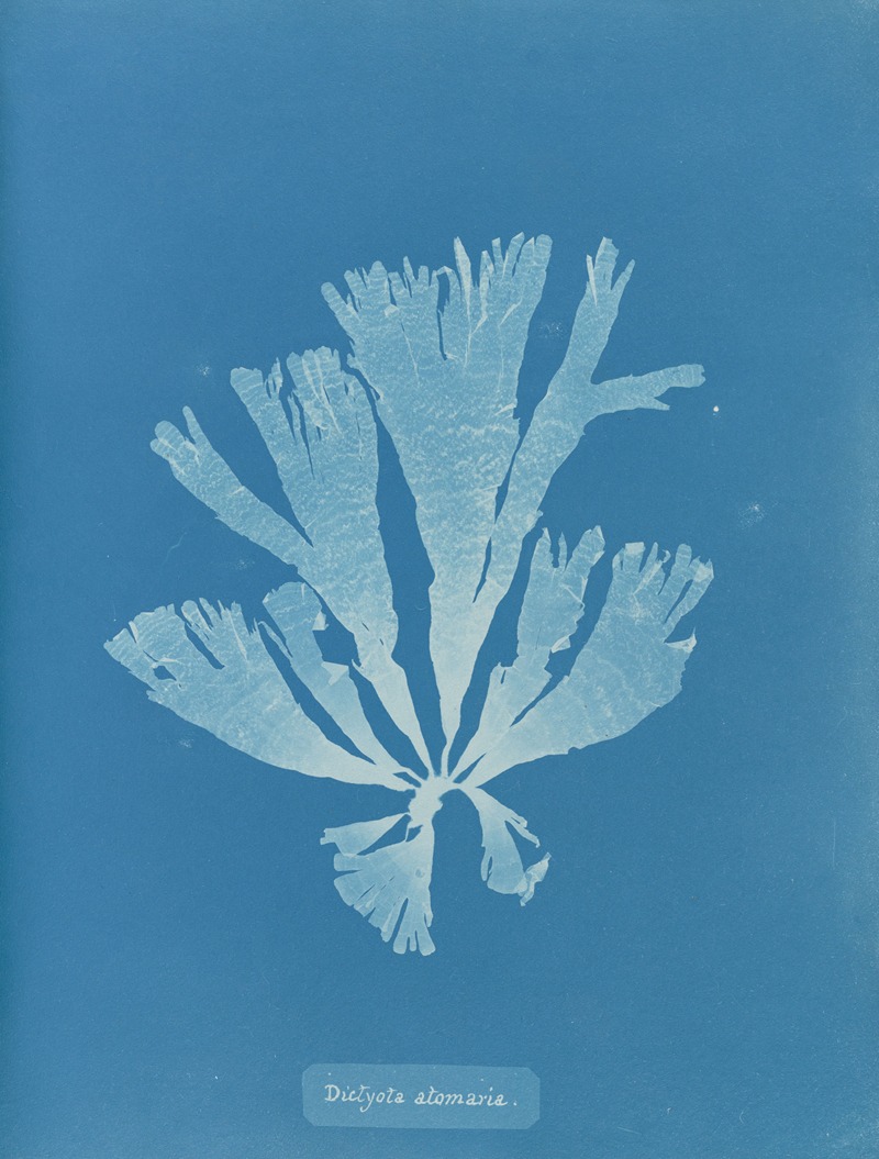 Dictyota atomaria by Anna Atkins, 1843-1853 — digital art print download