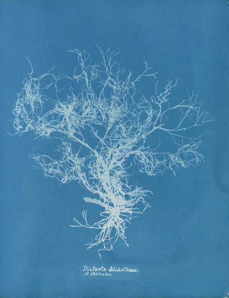 Dictyota dichotoma, β intricata — Anna Atkins