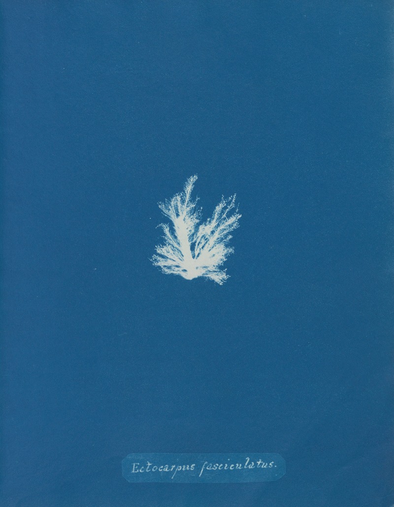 Ectocarpus fasciculatus. by Anna Atkins, 1843-1853 — digital art print download