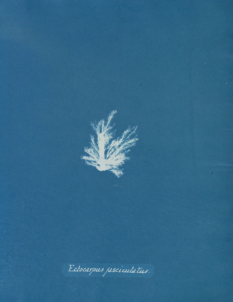 Ectocarpus fasciculatus by Anna Atkins, 1843-1853 — digital art print download