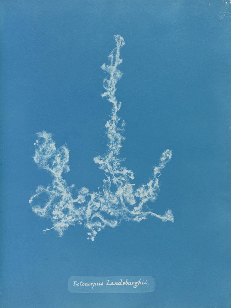 Ectocarpus Landsburghii by Anna Atkins, 1843-1853 — digital art print download