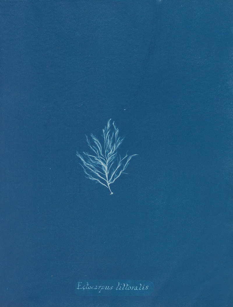 Ectocarpus littoralis. by Anna Atkins, 1843-1853 — digital art print download