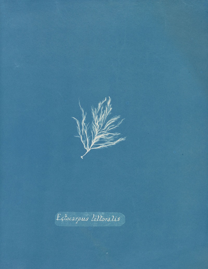 Ectocarpus littoralis by Anna Atkins, 1843-1853 — digital art print download