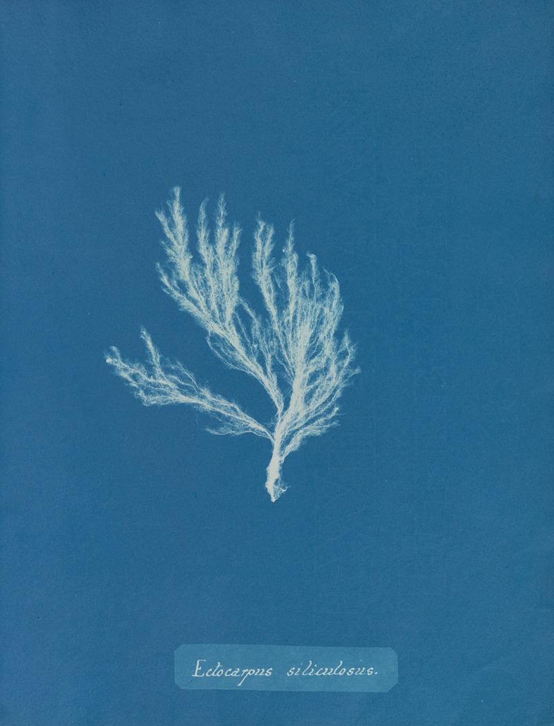 Ectocarpus siliculosus. by Anna Atkins, 1843-1853 — digital art print download