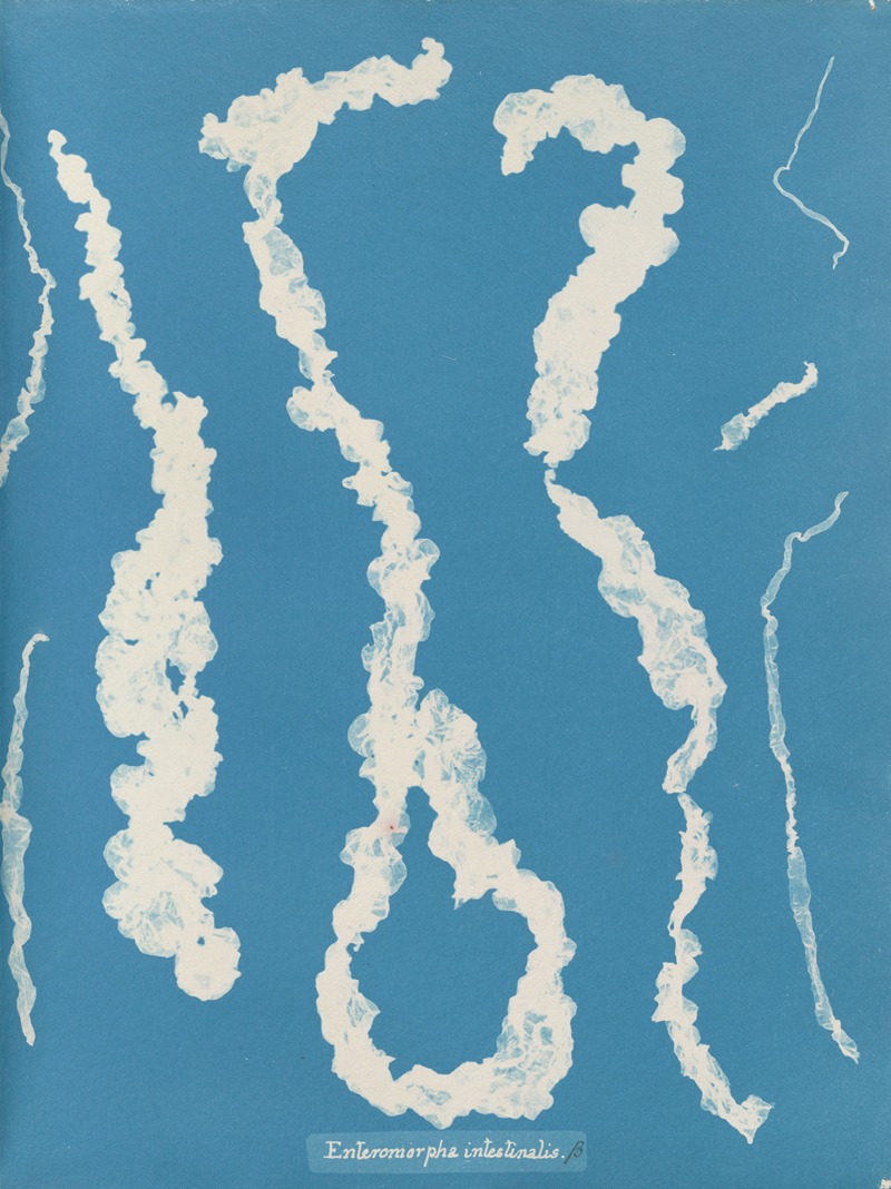 Enteromorpha intestinalis. by Anna Atkins, 1843-1853 — digital art print download