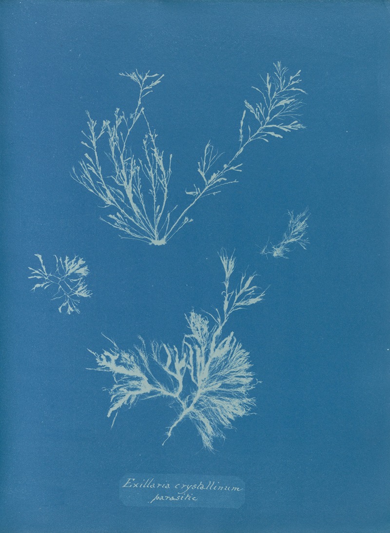 Exilaria crystallinum, parasitic — Anna Atkins