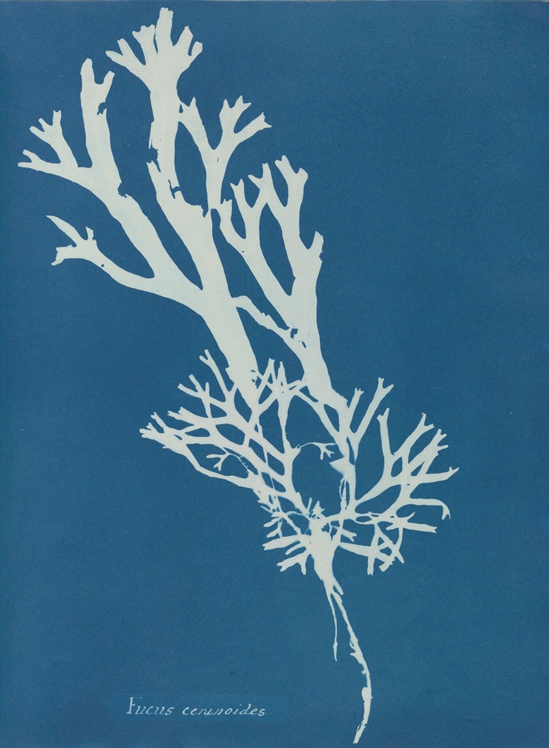 Fucus ceranoides by Anna Atkins, 1843-1853 — digital art print download