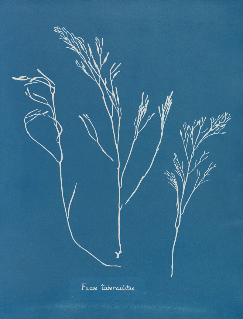 Fucus tuberculatus by Anna Atkins, 1843-1853 — digital art print download