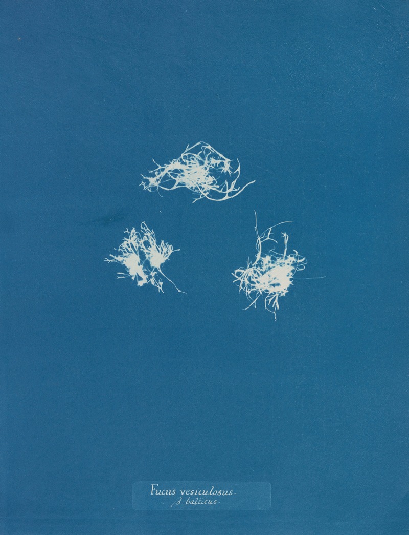 Fucus vesiculosus v. balticus — Anna Atkins