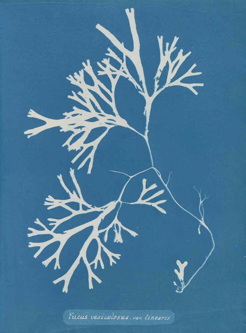Fucus vesiculosus var. linearis by Anna Atkins, 1843-1853 — digital art print download