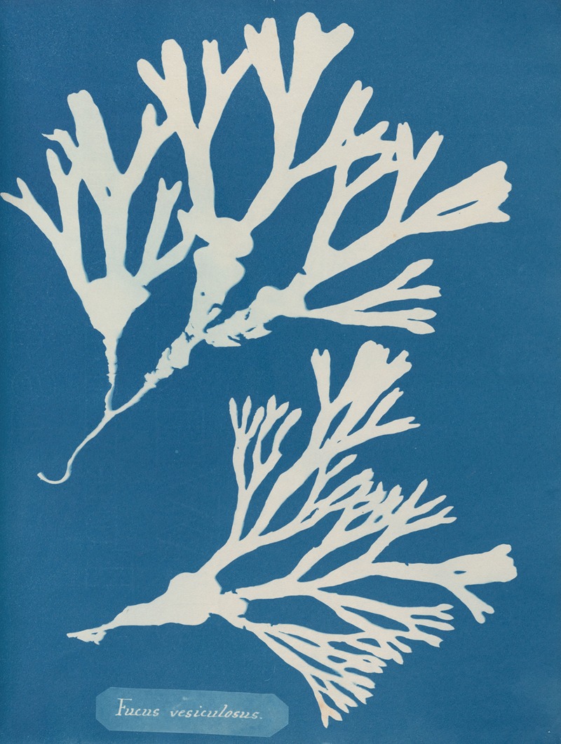 Fucus vesiculosus by Anna Atkins, 1843-1853 — digital art print download