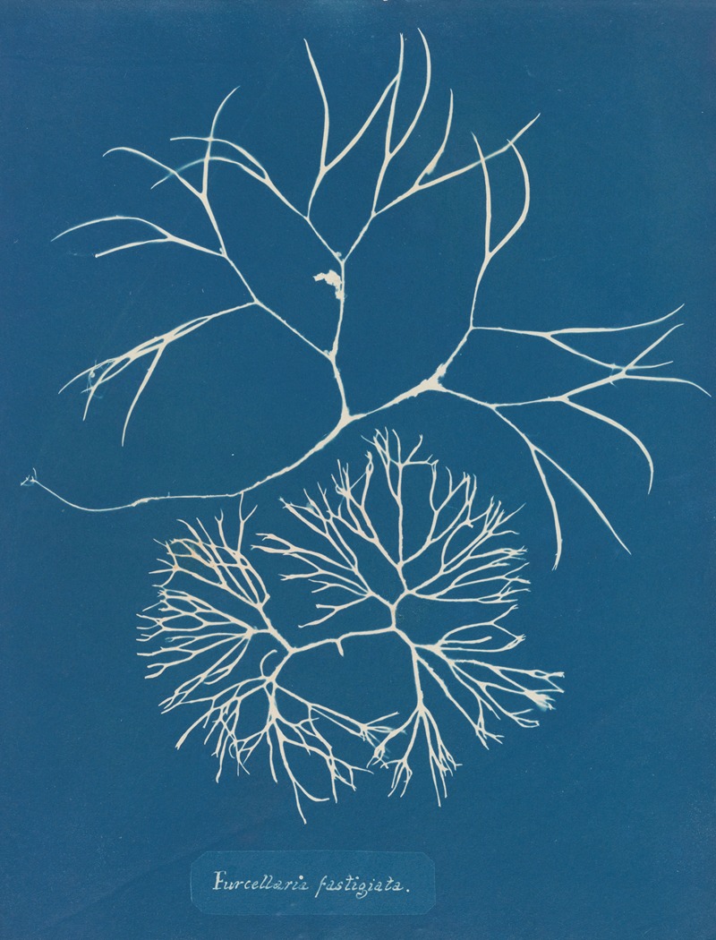 Furcellaria fastigiata. by Anna Atkins, 1843-1853 — digital art print download