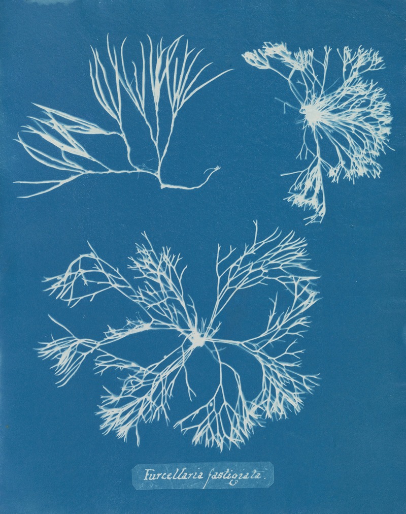 Furcellaria fastigiata by Anna Atkins, 1843-1853 — digital art print download