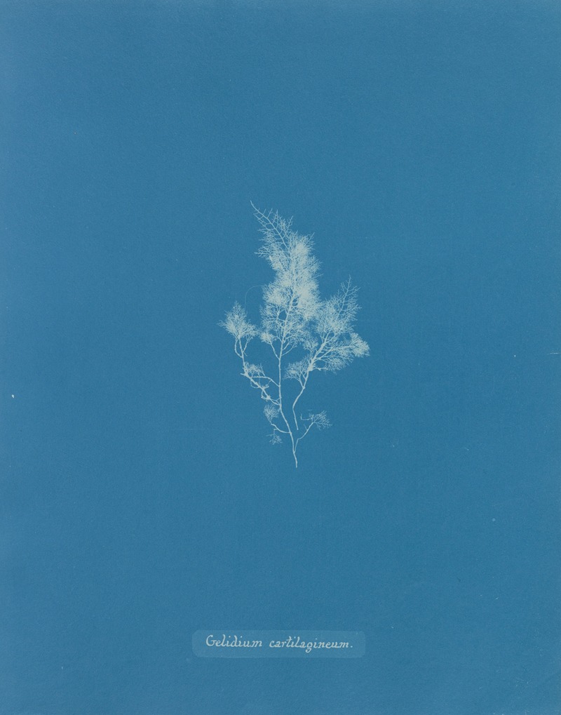 Gelidium cartilagineum by Anna Atkins, 1843-1853 — digital art print download