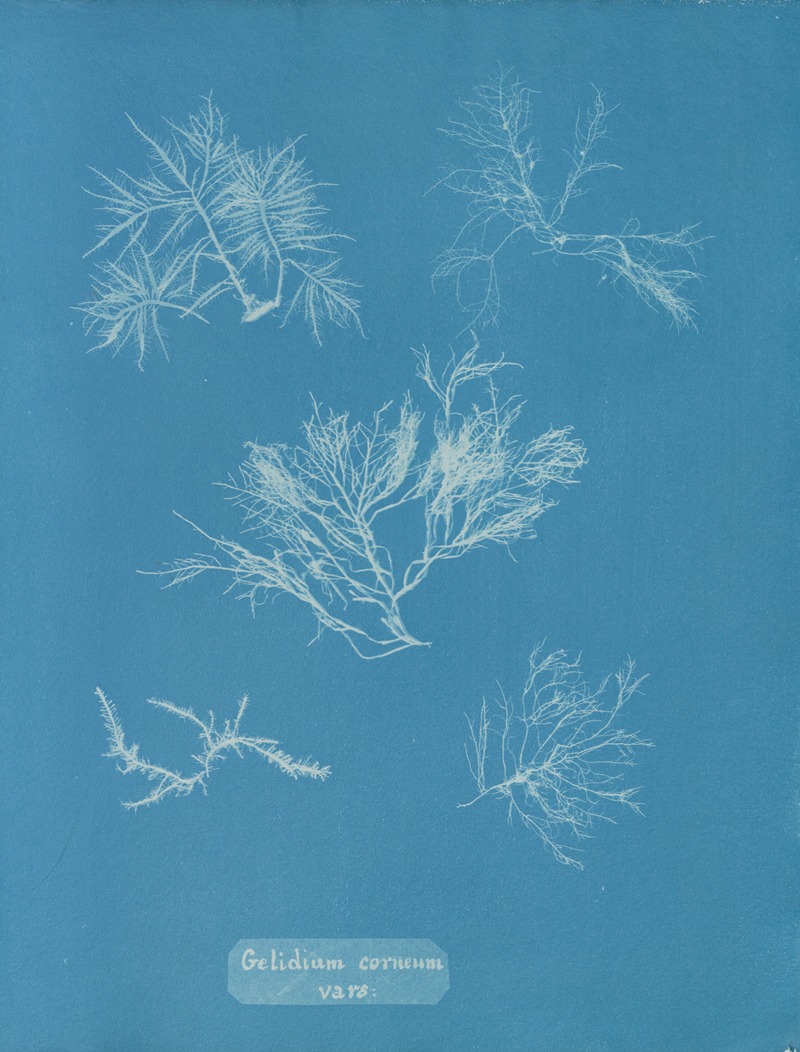 Gelidium corneum vars. by Anna Atkins, 1843-1853 — digital art print download