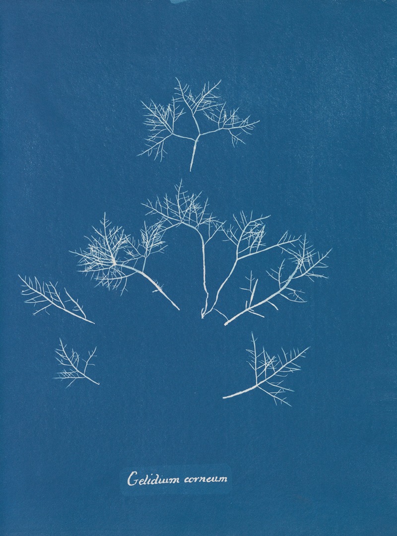 Gelidium corneum by Anna Atkins, 1843-1853 — digital art print download