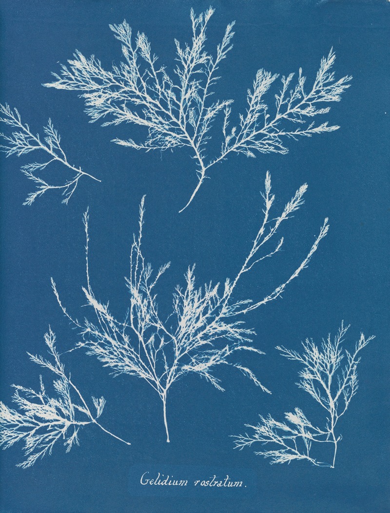 Gelidium rostratum by Anna Atkins, 1843-1853 — digital art print download