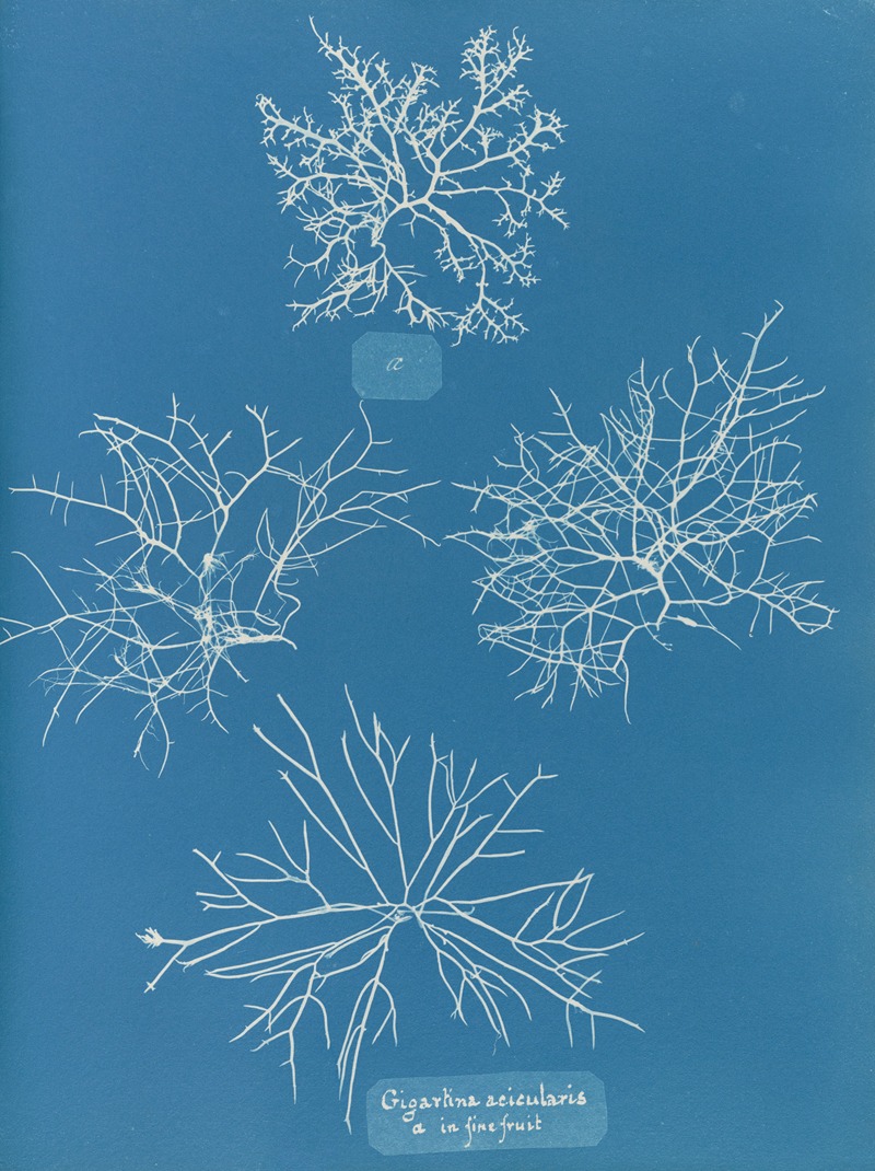 Gigartina acicularis, a. in fine fruit — Anna Atkins