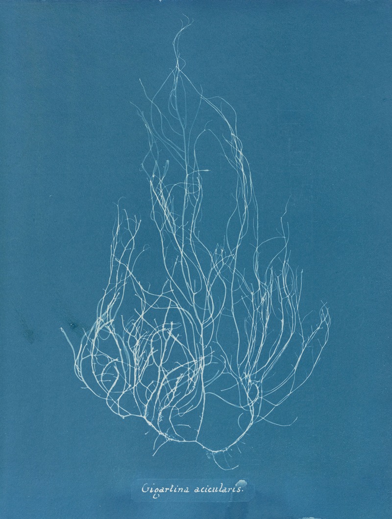 Gigartina acicularis by Anna Atkins, 1843-1853 — digital art print download