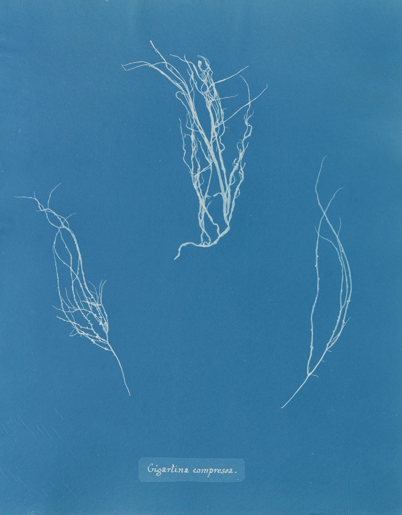 Gigartina compressa by Anna Atkins, 1843-1853 — digital art print download