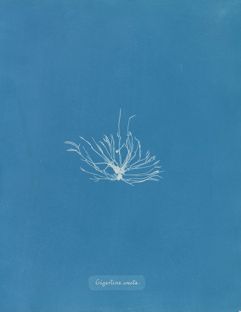Gigartina erecta by Anna Atkins, 1843-1853 — digital art print download