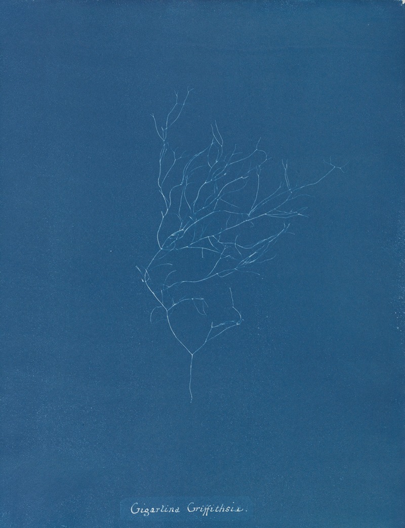 Gigartina Griffithsiae by Anna Atkins, 1843-1853 — digital art print download