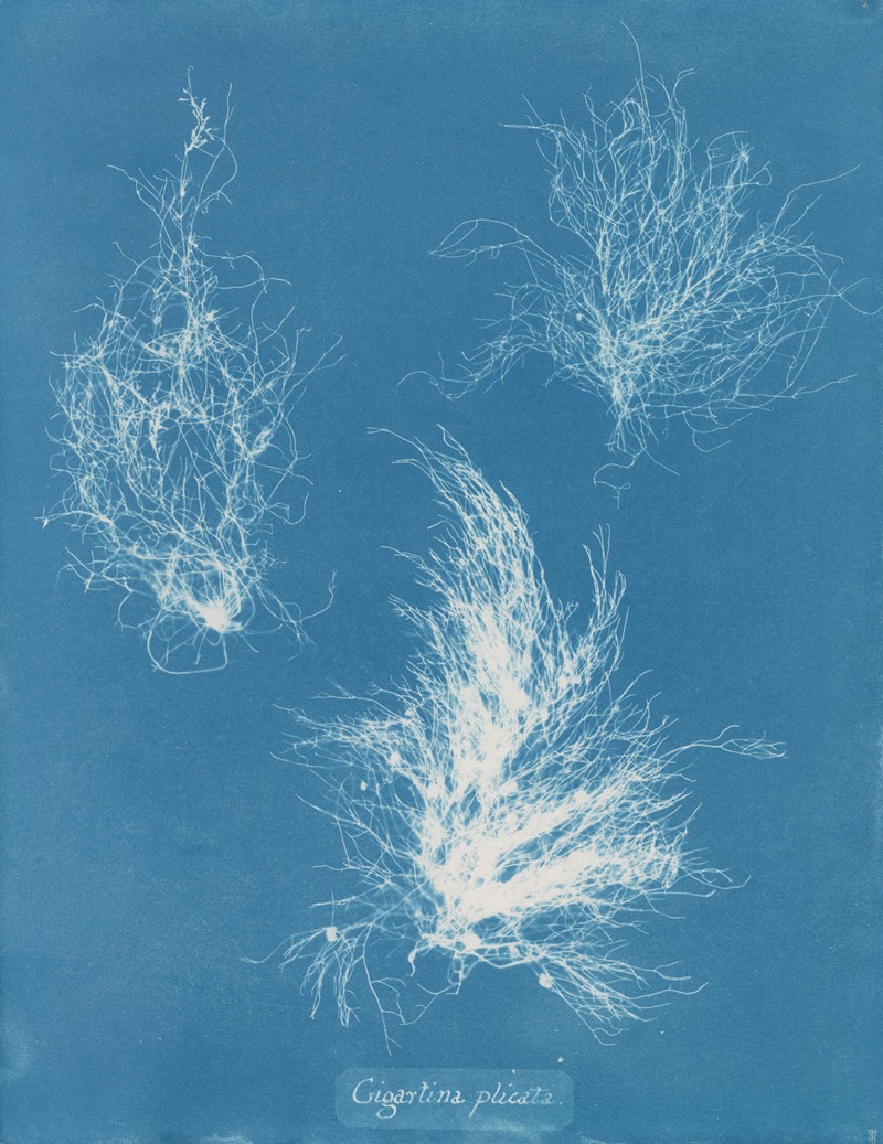 Gigartina plicata by Anna Atkins, 1843-1853 — digital art print download