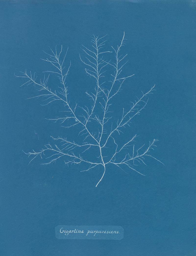 Gigartina purpurascens — Anna Atkins