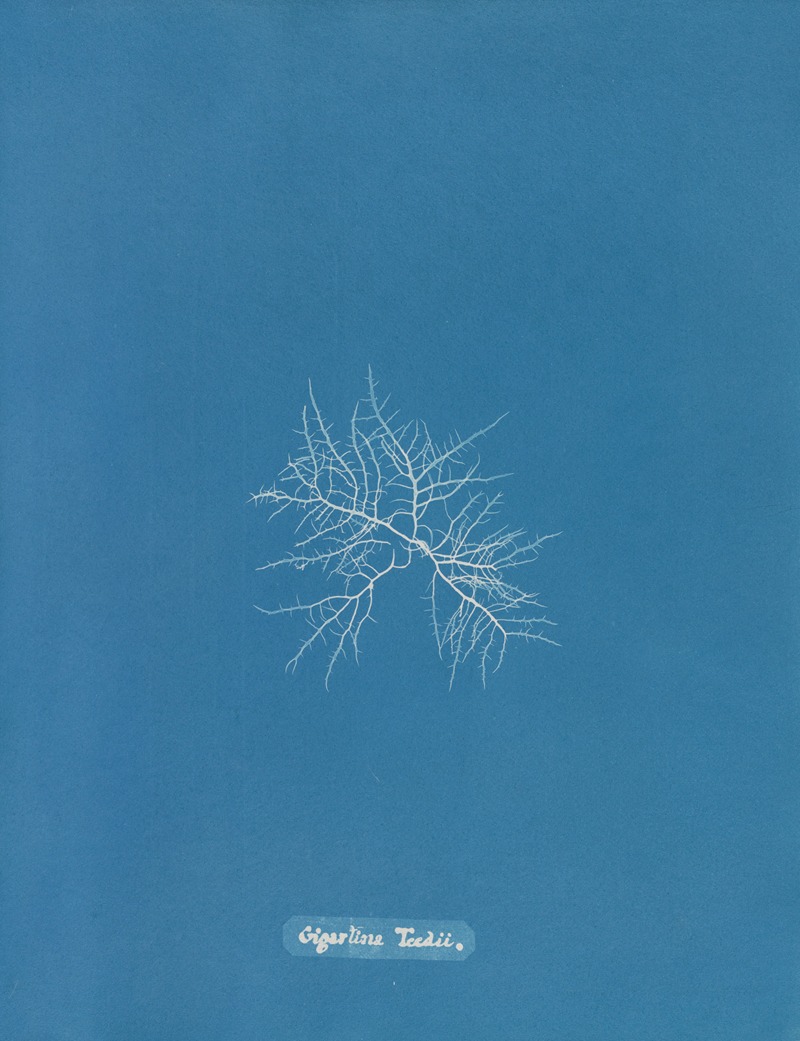 Gigartina Teedii by Anna Atkins, 1843-1853 — digital art print download