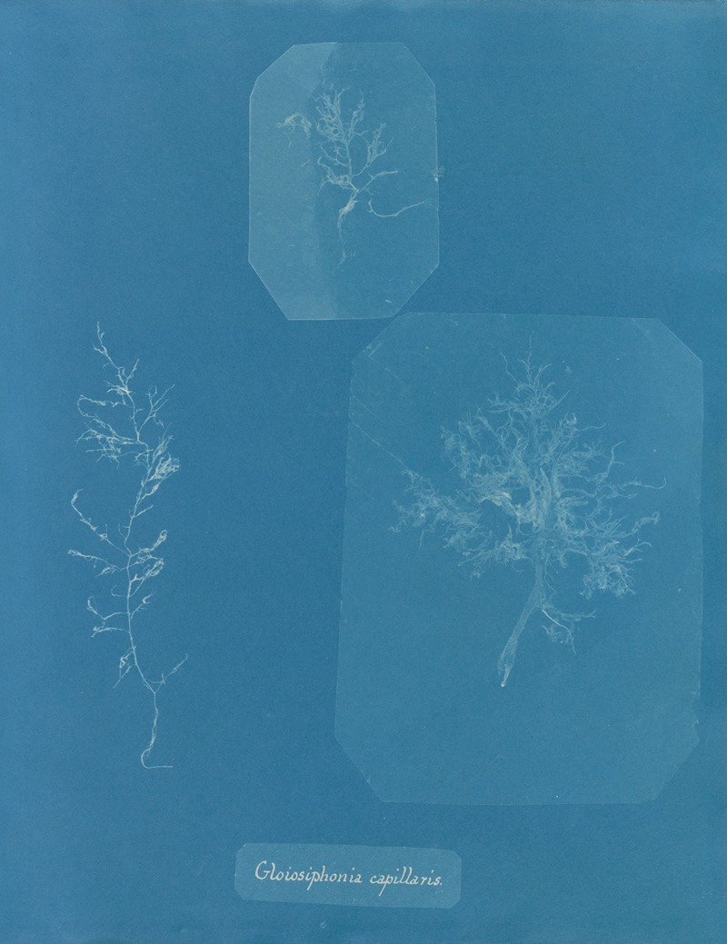 Gloiosiphonia capillaris by Anna Atkins, 1843-1853 — digital art print download