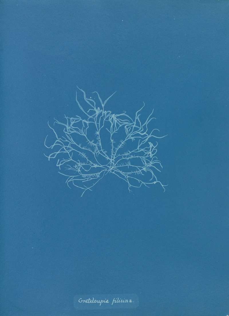 Grateloupia filicina. by Anna Atkins, 1843-1853 — digital art print download