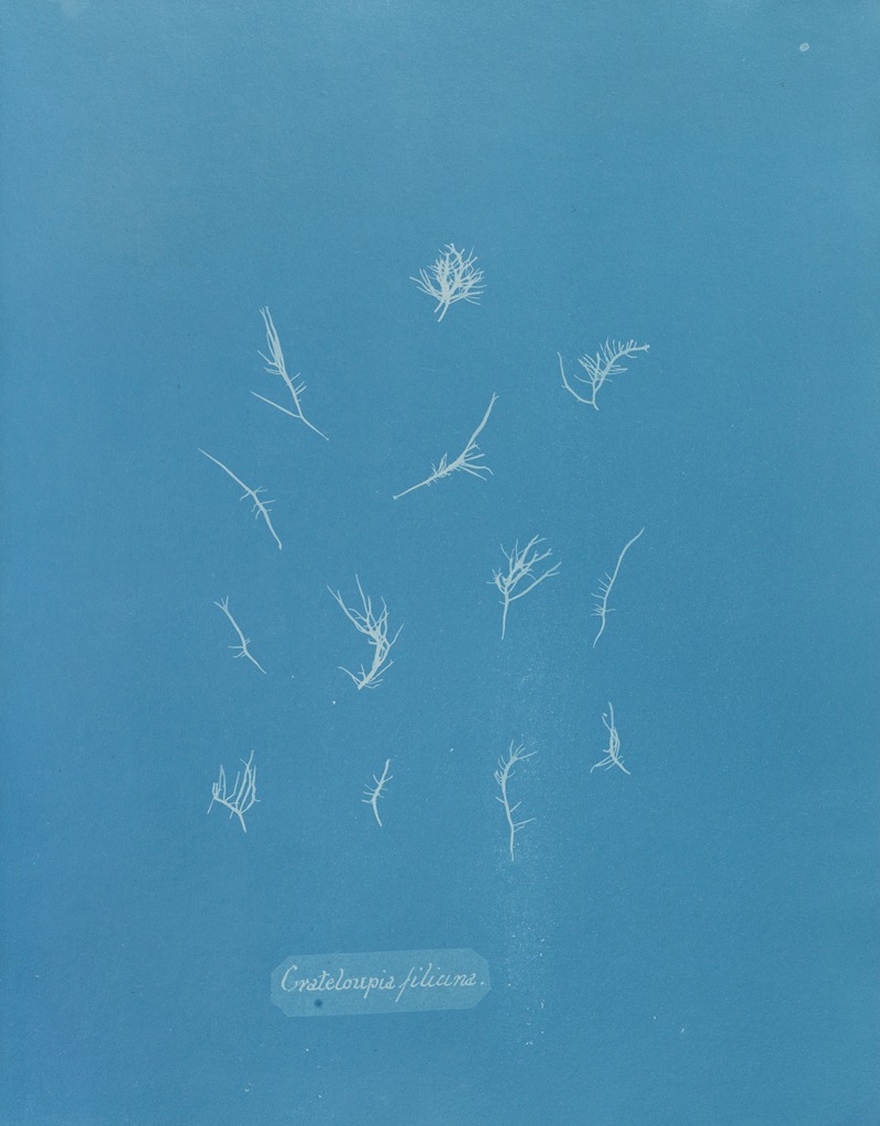 Grateloupia filicina by Anna Atkins, 1843-1853 — digital art print download