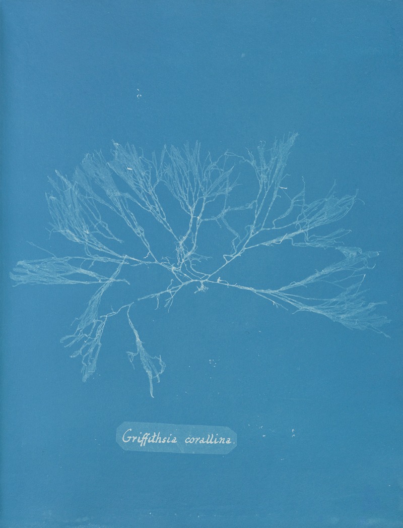 Griffithsia corallina by Anna Atkins, 1843-1853 — digital art print download