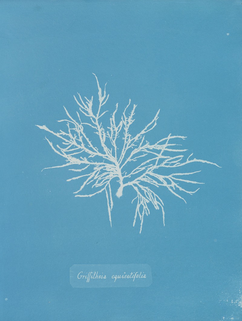 Griffithsia equisetifolia by Anna Atkins, 1843-1853 — digital art print download