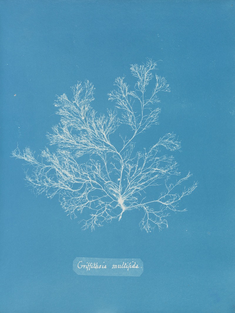 Griffithsia multifida by Anna Atkins, 1843-1853 — digital art print download