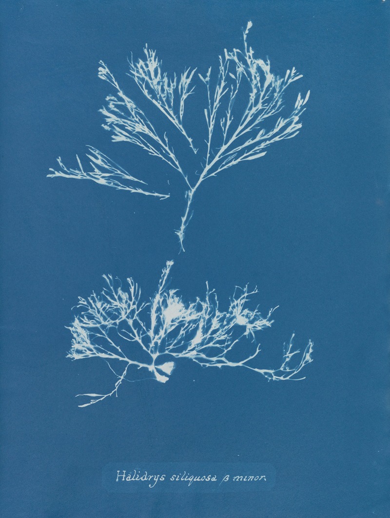 Halidrys siliquosa β minor by Anna Atkins, 1843-1853 — digital art print download