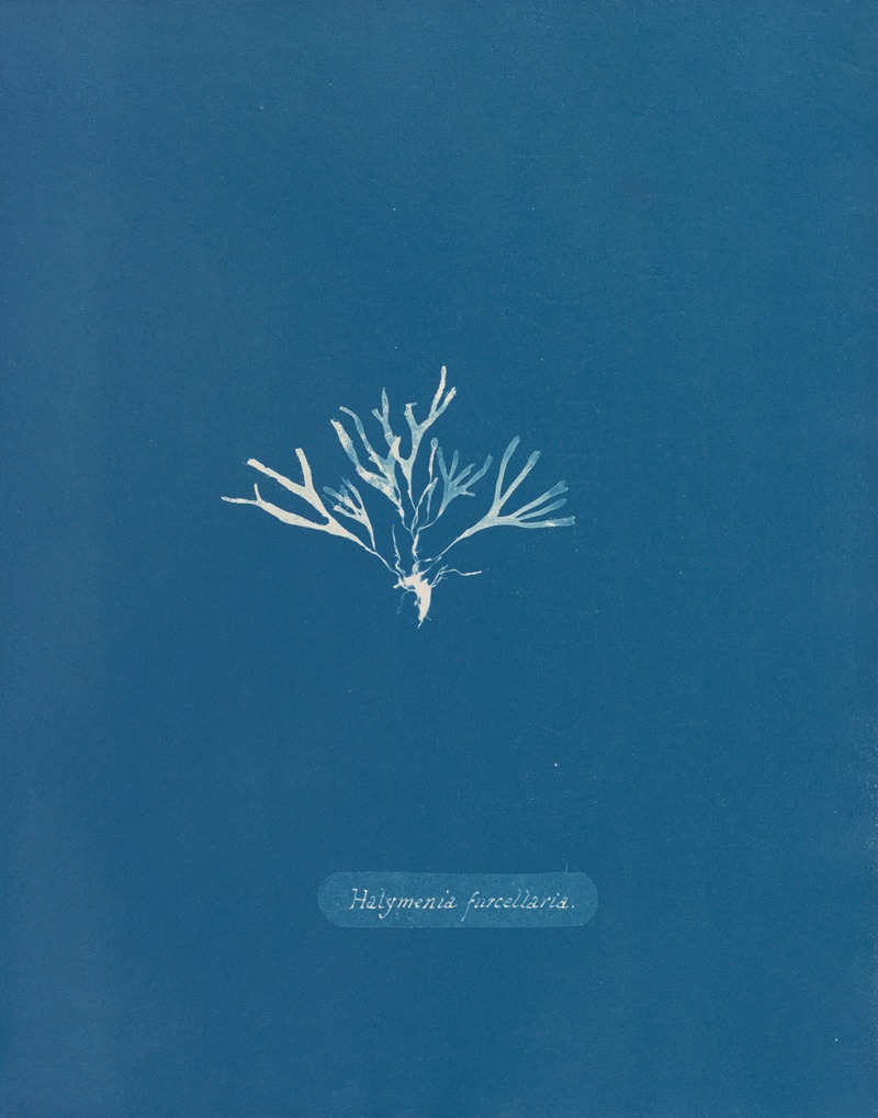 Halymenia furcellaria. by Anna Atkins, 1843-1853 — digital art print download