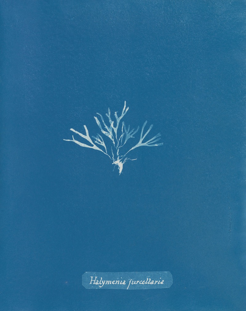 Halymenia furcellaria by Anna Atkins, 1843-1853 — digital art print download