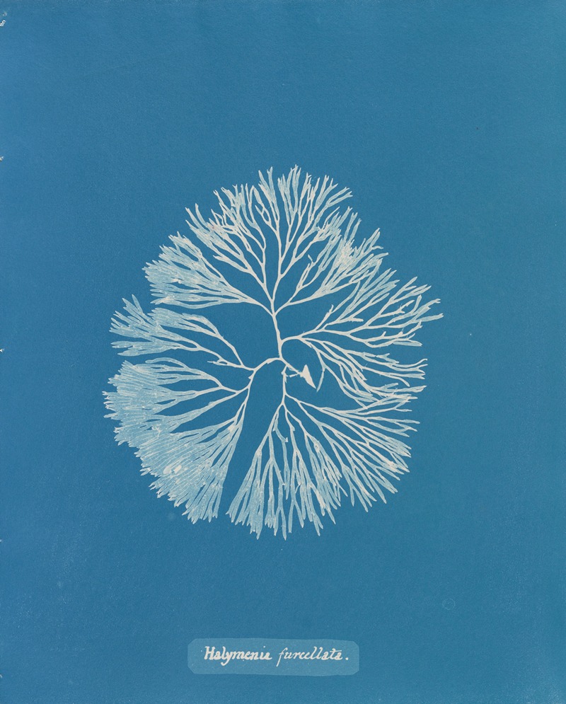 Halymenia furcellata. by Anna Atkins, 1843-1853 — digital art print download