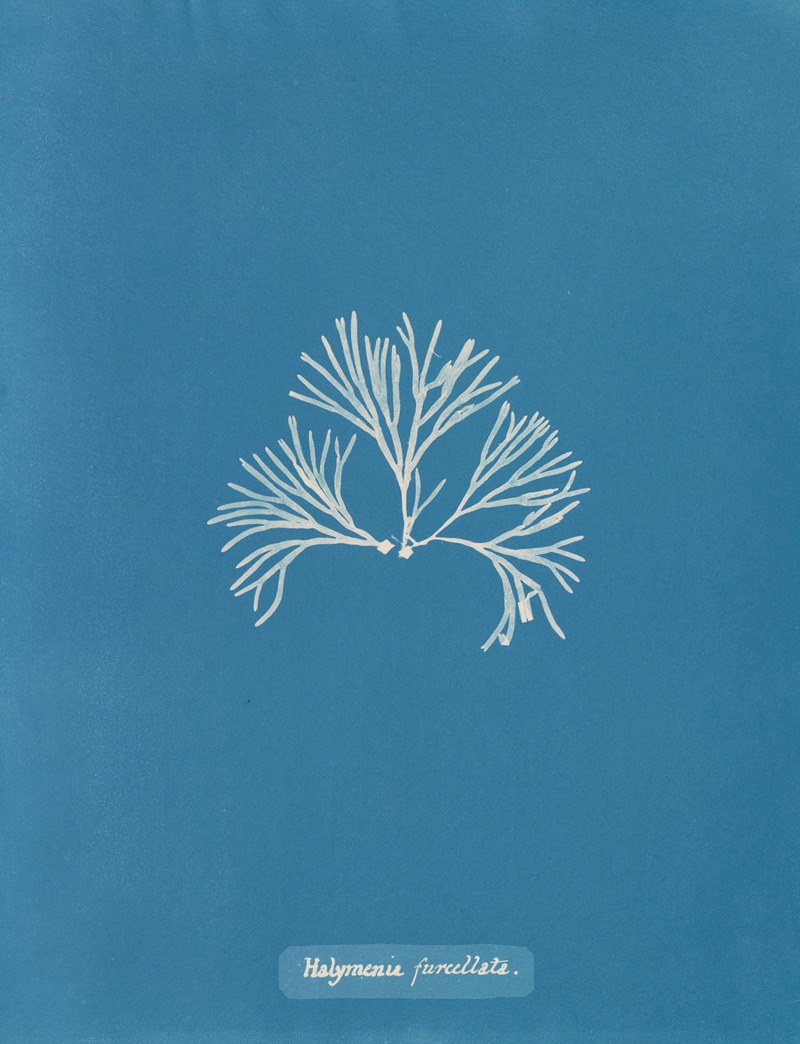 Halymenia furcellata by Anna Atkins, 1843-1853 — digital art print download